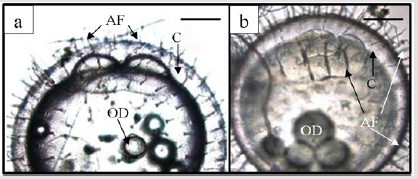 biomedres-openaccess-journal-bjstr