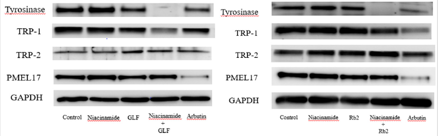 biomedres-openaccess-journal-bjstr