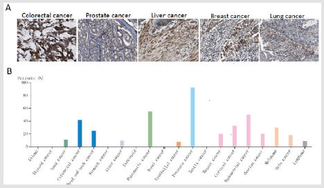biomedres-openaccess-journal-bjstr