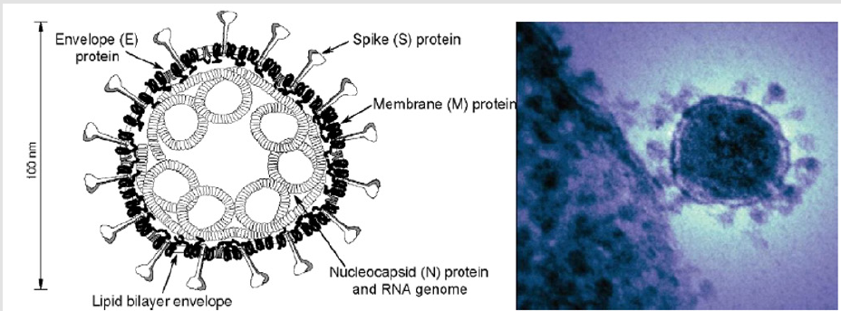 biomedres-openaccess-journal-bjstr
