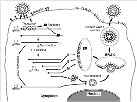 biomedres-openaccess-journal-bjstr