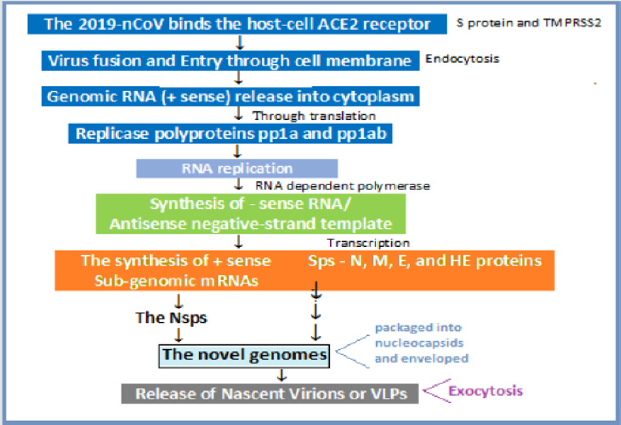 biomedres-openaccess-journal-bjstr