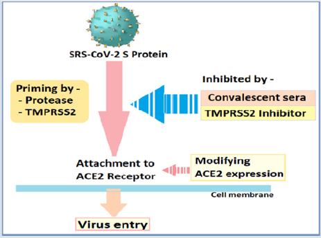 biomedres-openaccess-journal-bjstr