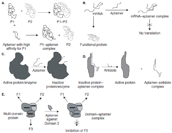 biomedres-openaccess-journal-bjstr