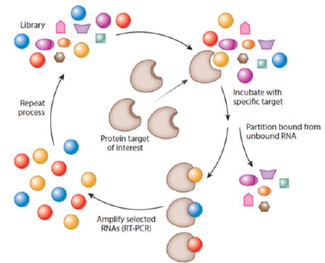 biomedres-openaccess-journal-bjstr