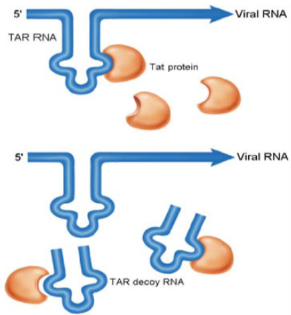 biomedres-openaccess-journal-bjstr
