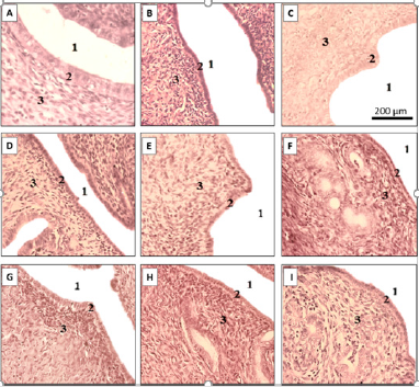 biomedres-openaccess-journal-bjstr