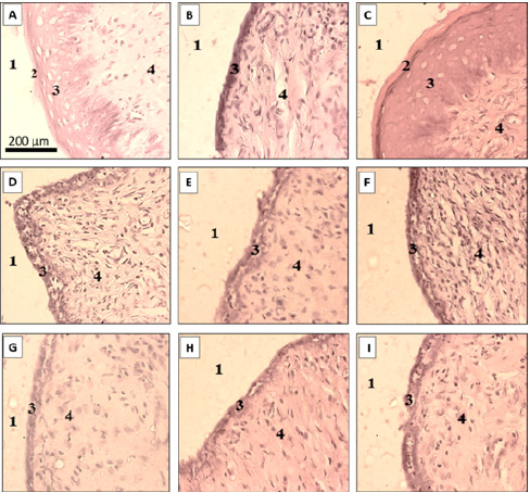 biomedres-openaccess-journal-bjstr