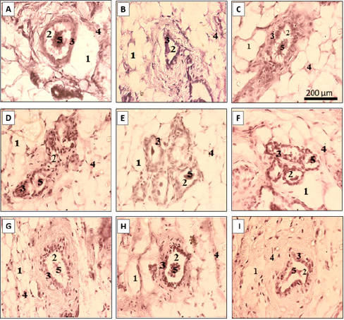 biomedres-openaccess-journal-bjstr