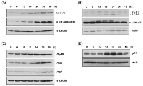 biomedres-openaccess-journal-bjstr