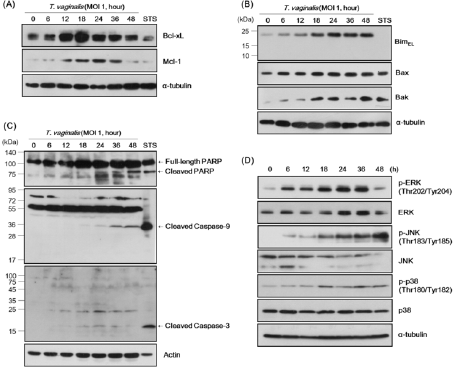 biomedres-openaccess-journal-bjstr