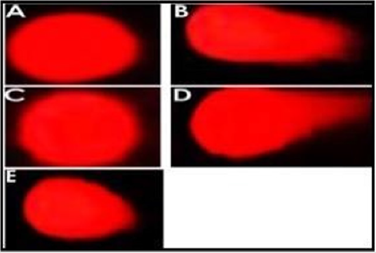 biomedres-openaccess-journal-bjstr