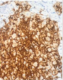 biomedres-openaccess-journal-bjstr