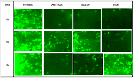 biomedres-openaccess-journal-bjstr