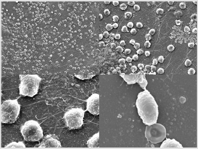 biomedres-openaccess-journal-bjstr