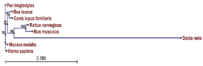 biomedres-openaccess-journal-bjstr