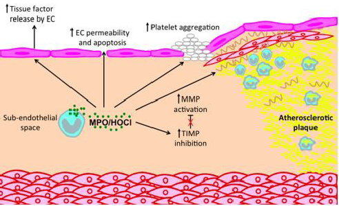 biomedres-openaccess-journal-bjstr