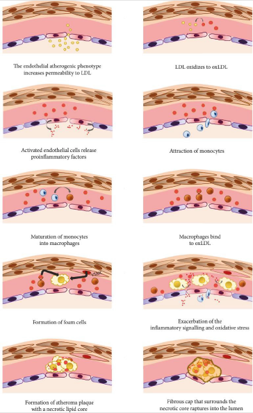 biomedres-openaccess-journal-bjstr