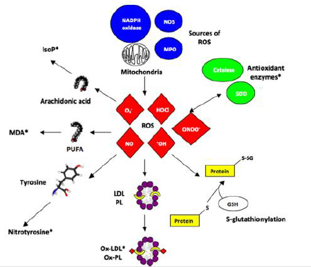 biomedres-openaccess-journal-bjstr