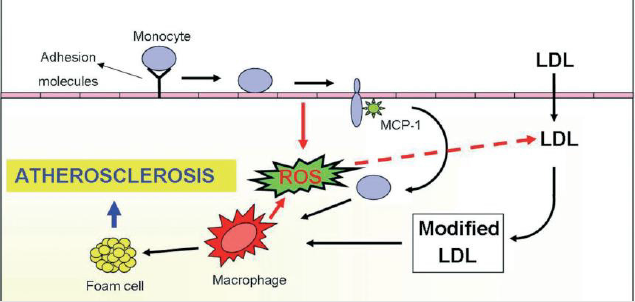biomedres-openaccess-journal-bjstr