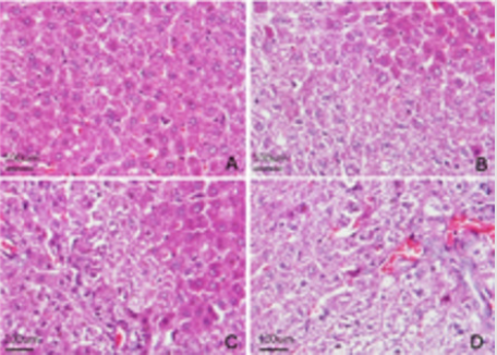biomedres-openaccess-journal-bjstr