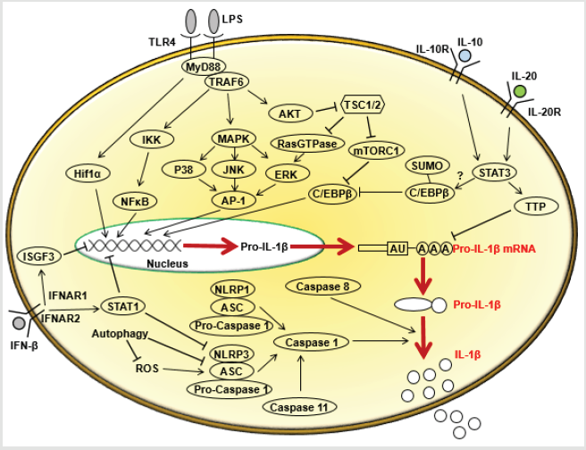 biomedres-openaccess-journal-bjstr