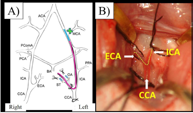 biomedres-openaccess-journal-bjstr