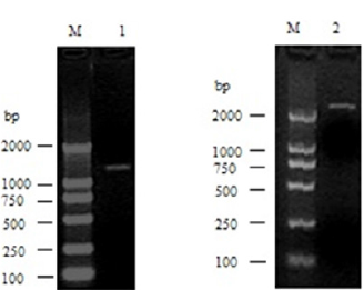 biomedres-openaccess-journal-bjstr