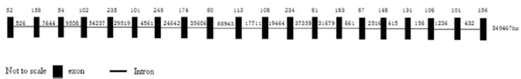 biomedres-openaccess-journal-bjstr