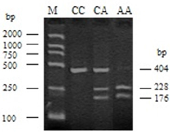 biomedres-openaccess-journal-bjstr