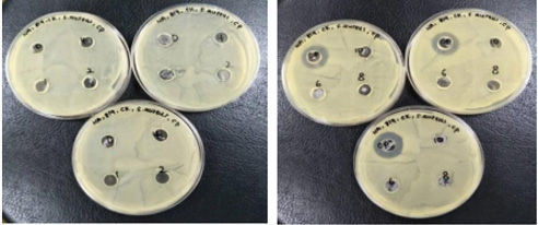 biomedres-openaccess-journal-bjstr