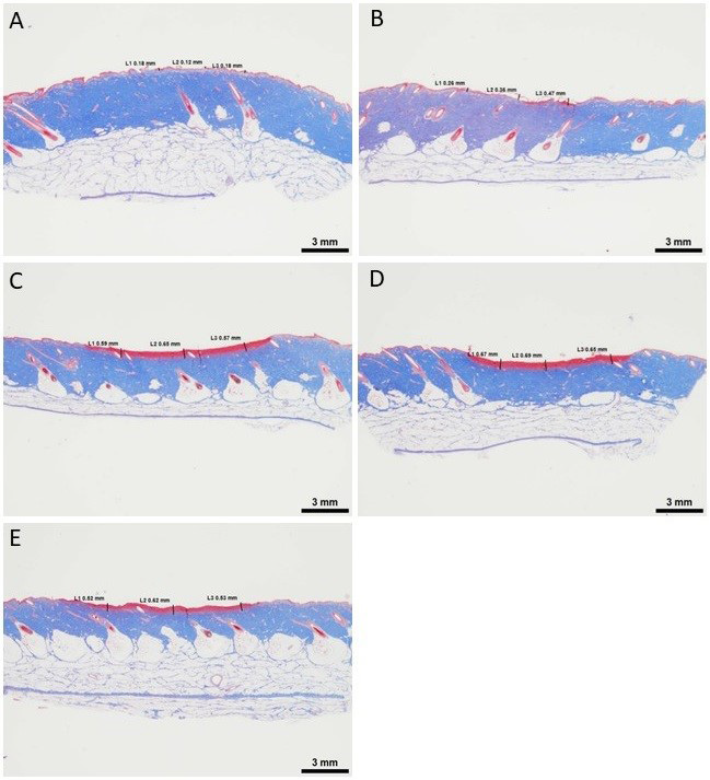 biomedres-openaccess-journal-bjstr