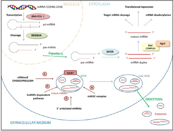 biomedres-openaccess-journal-bjstr