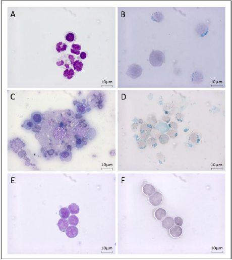 biomedres-openaccess-journal-bjstr