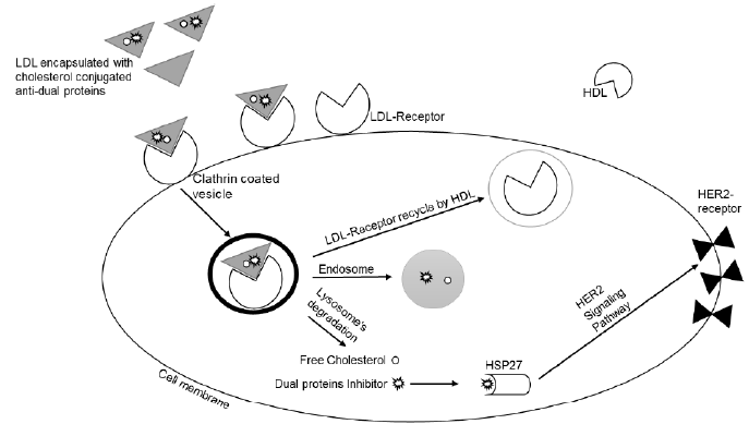 biomedres-openaccess-journal-bjstr