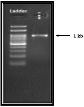 biomedres-openaccess-journal-bjstr