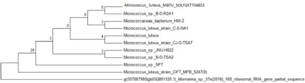 biomedres-openaccess-journal-bjstr