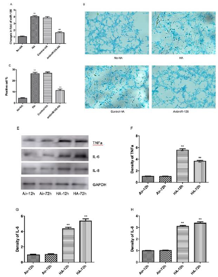 biomedres-openaccess-journal-bjstr