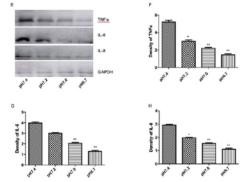 biomedres-openaccess-journal-bjstr
