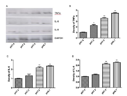 biomedres-openaccess-journal-bjstr