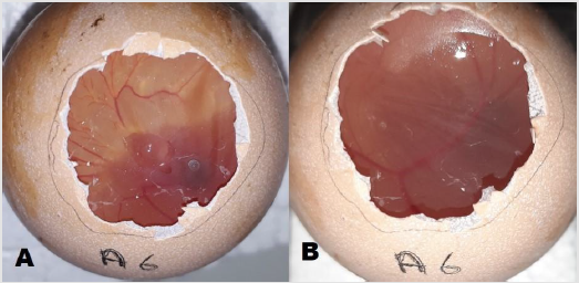 biomedres-openaccess-journal-bjstr