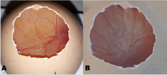 biomedres-openaccess-journal-bjstr