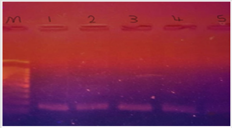 biomedres-openaccess-journal-bjstr