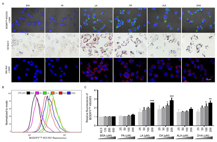 biomedres-openaccess-journal-bjstr