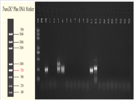 biomedres-openaccess-journal-bjstr