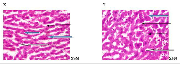 biomedres-openaccess-journal-bjstr
