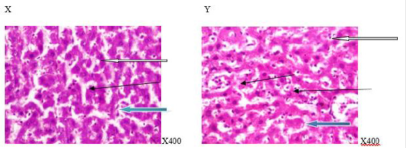 biomedres-openaccess-journal-bjstr