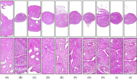 biomedres-openaccess-journal-bjstr