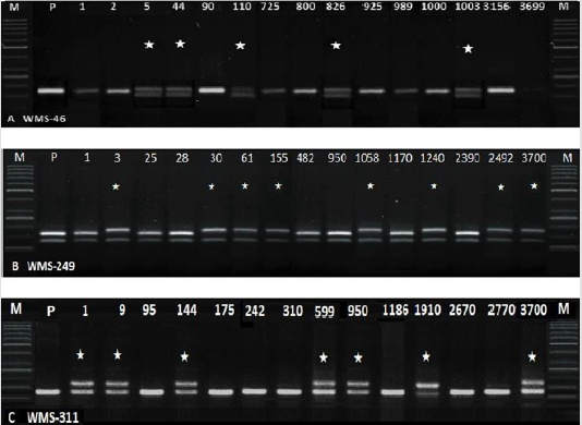 biomedres-openaccess-journal-bjstr