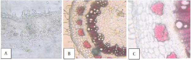biomedres-openaccess-journal-bjstr